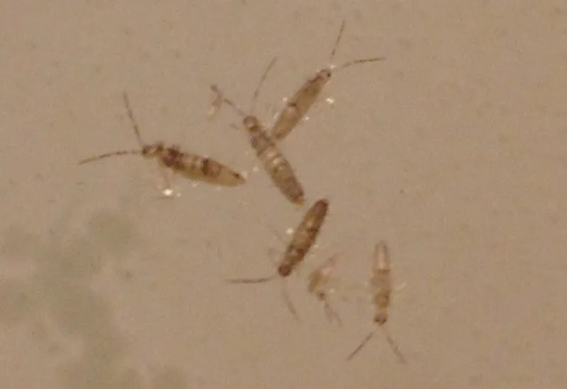 19691 tarantula sling feeding