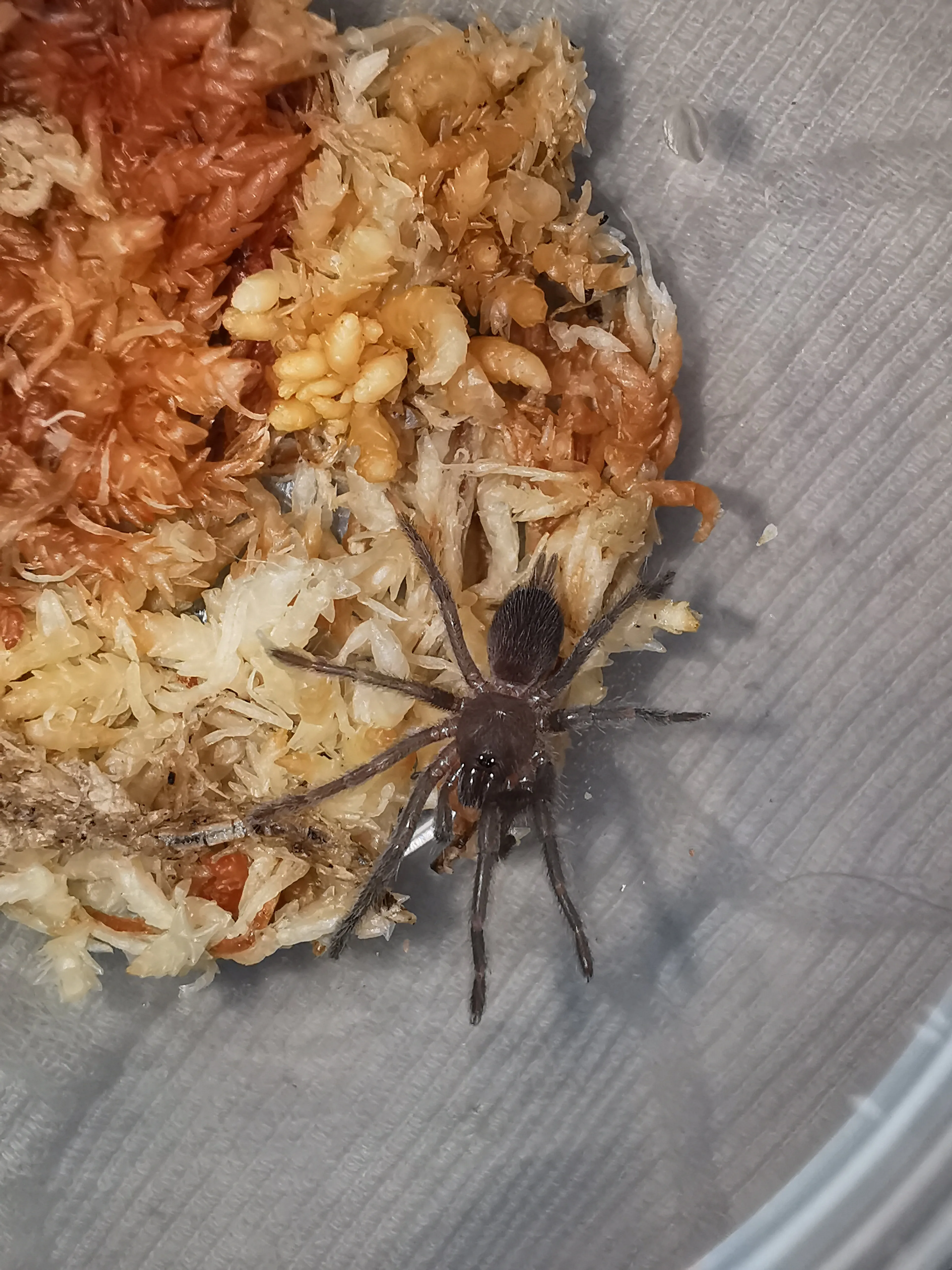 19691 tarantula sling habitat