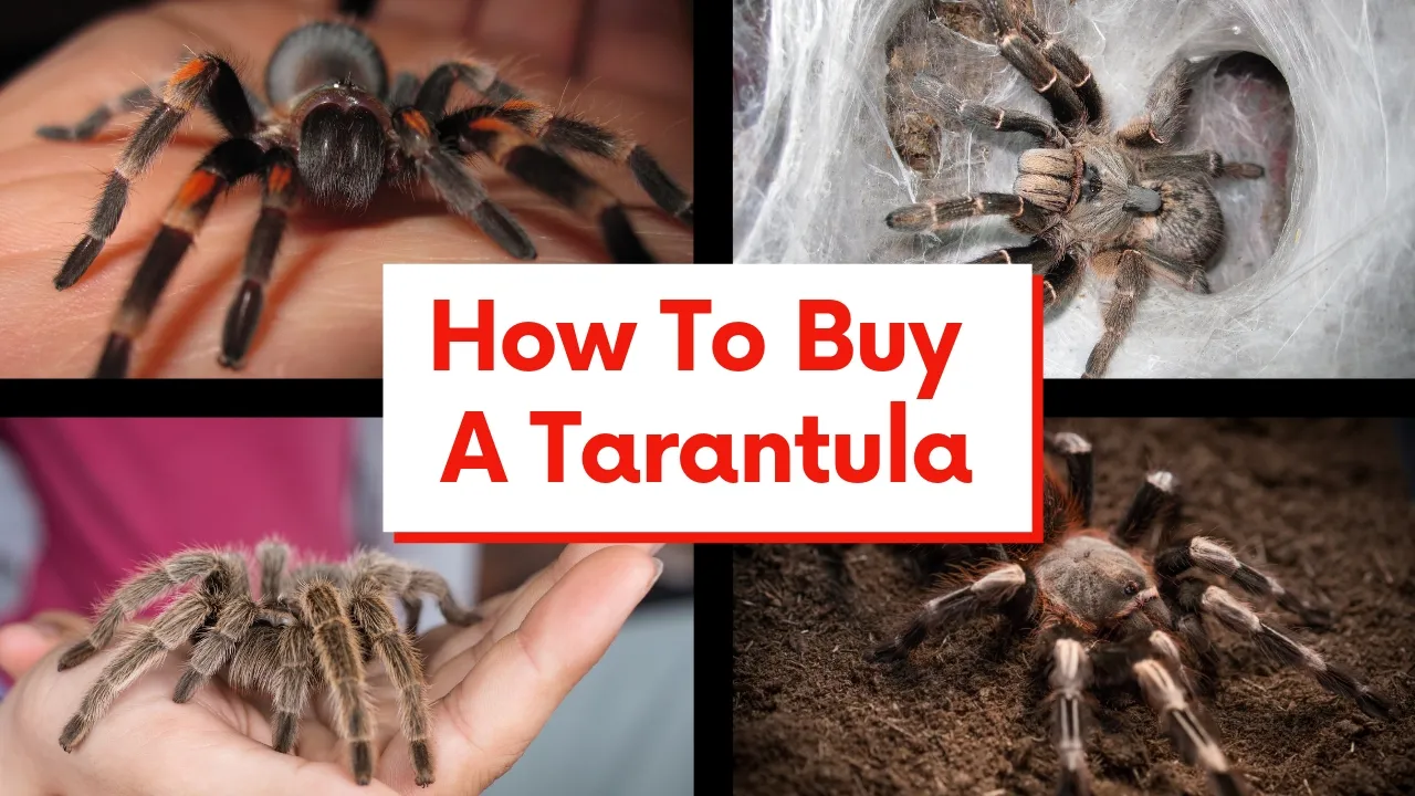 19692 online tarantula seller