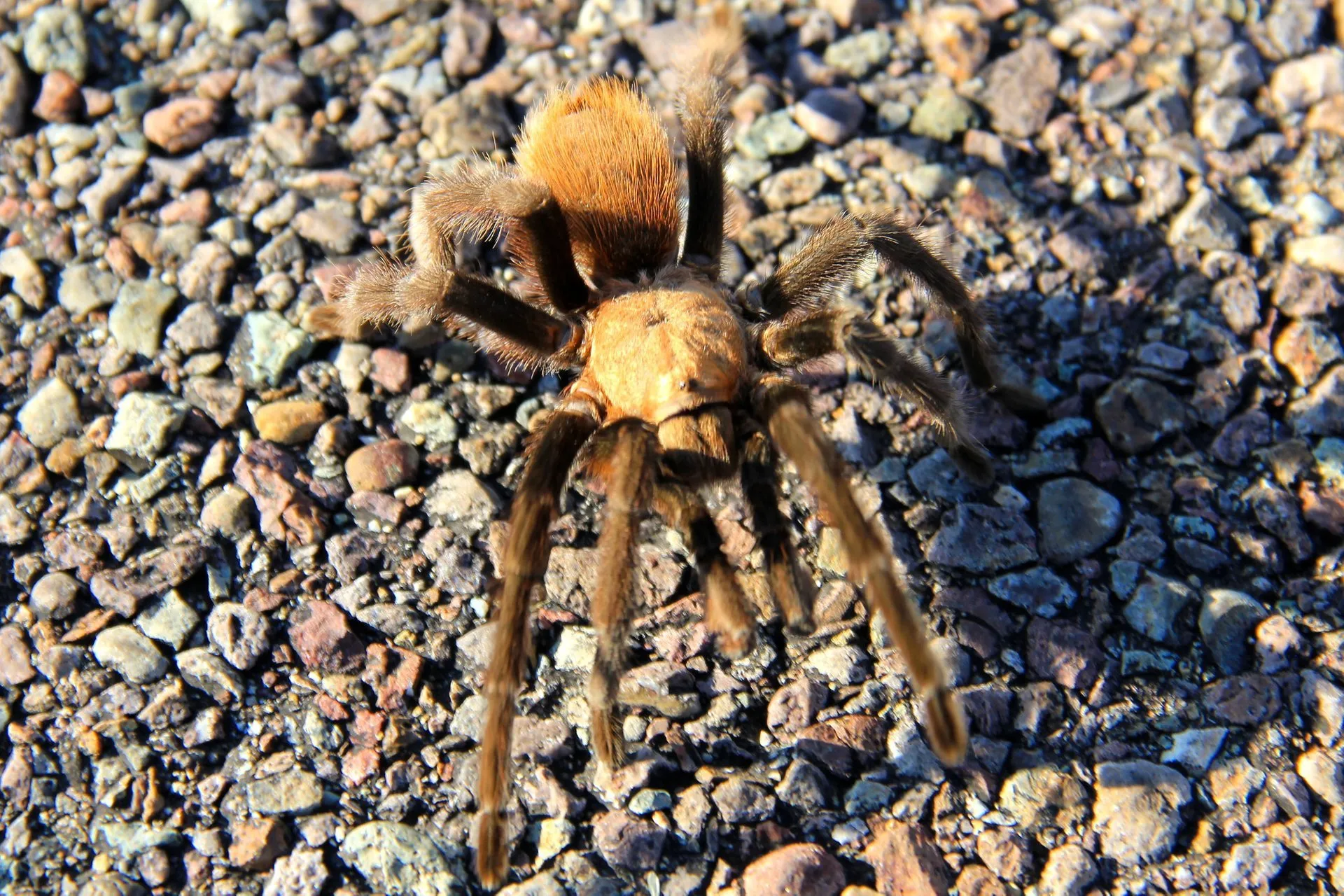 19693 texas tan tarantula