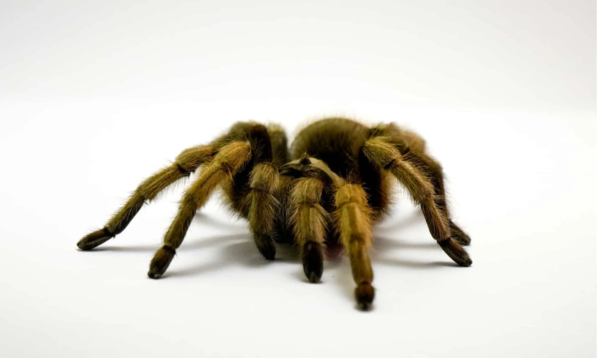 /img/19694-genetics-tarantula.webp