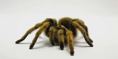 /img/19694-genetics-tarantula.webp