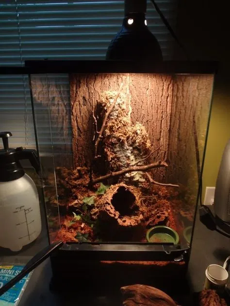 19695 arboreal tarantula enclosure