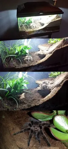 19695 tarantula enclosure overview