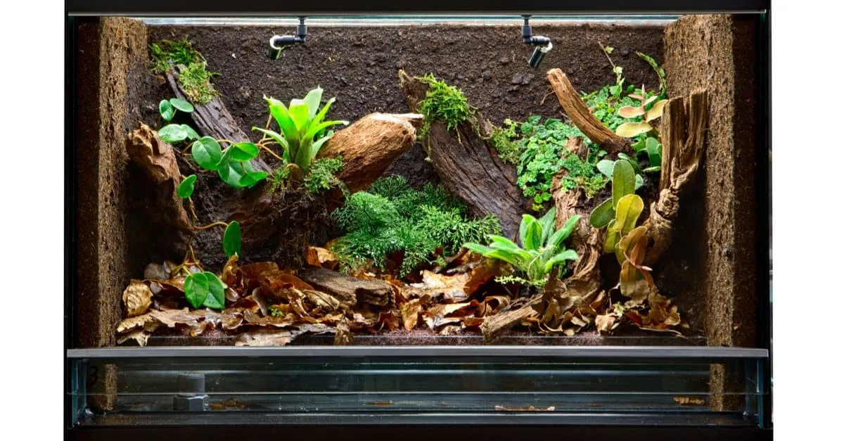 19695 terrestrial tarantula enclosure