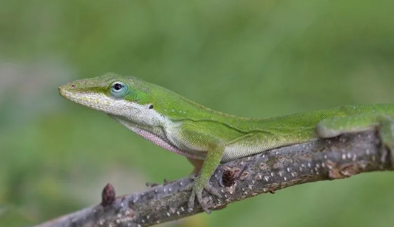 19696 anole habitat