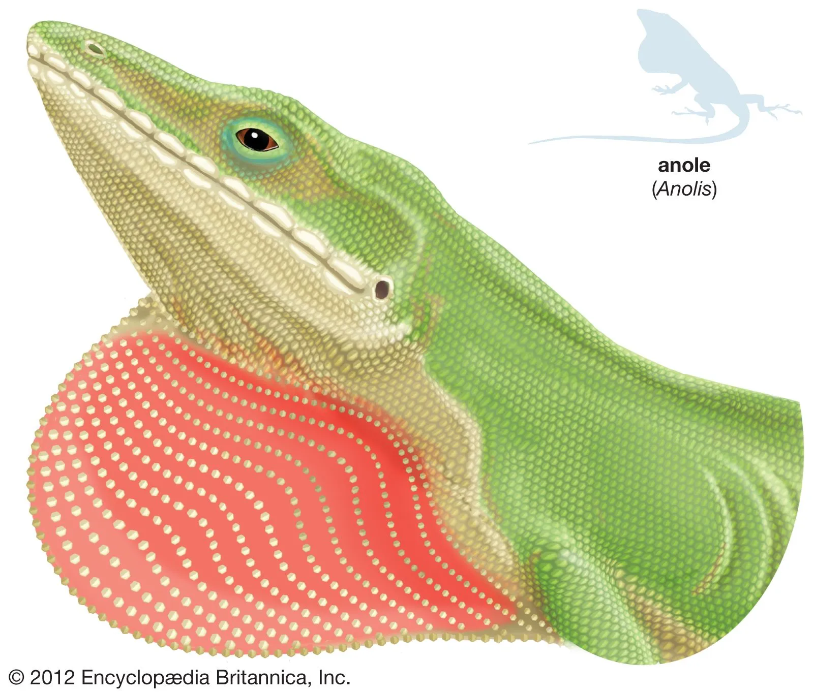 /img/19696-anole-handling.webp