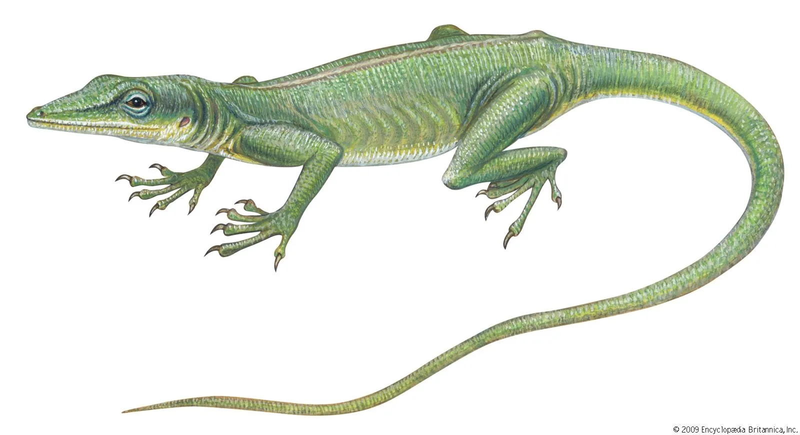 19696 tarantula handling