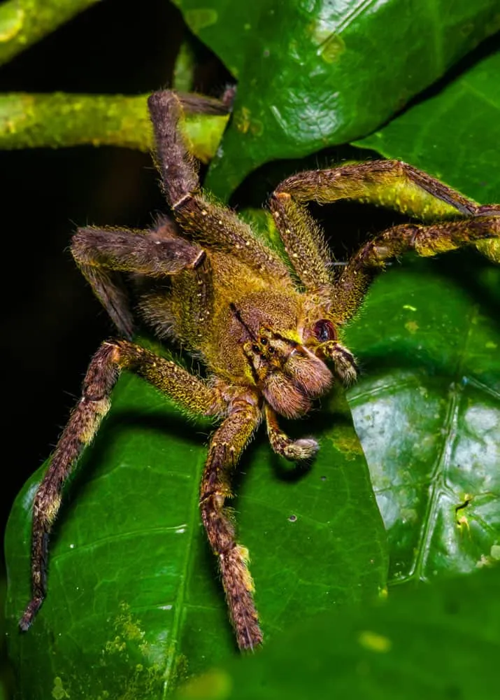 19699 banana spider behavior