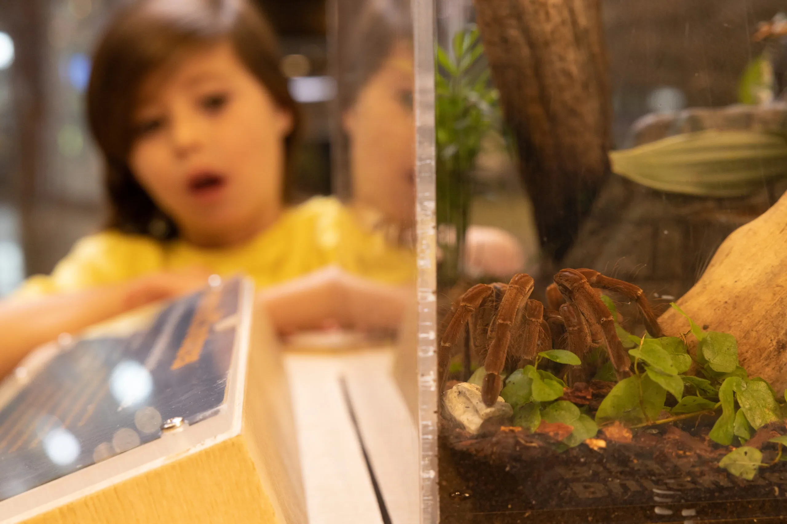 19700 tarantula bite