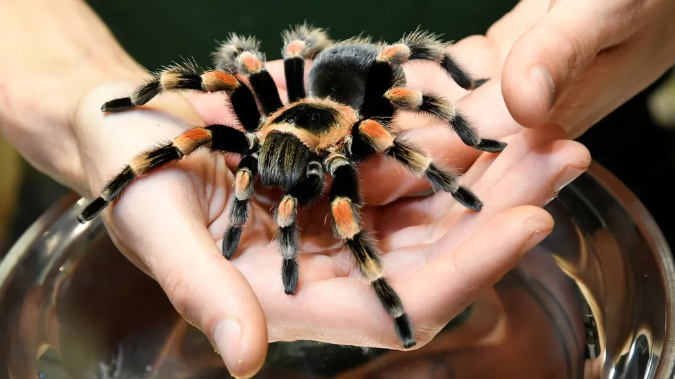 /img/19700-tarantula-research.webp