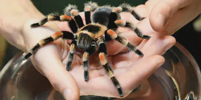 /img/19700-tarantula-research.webp