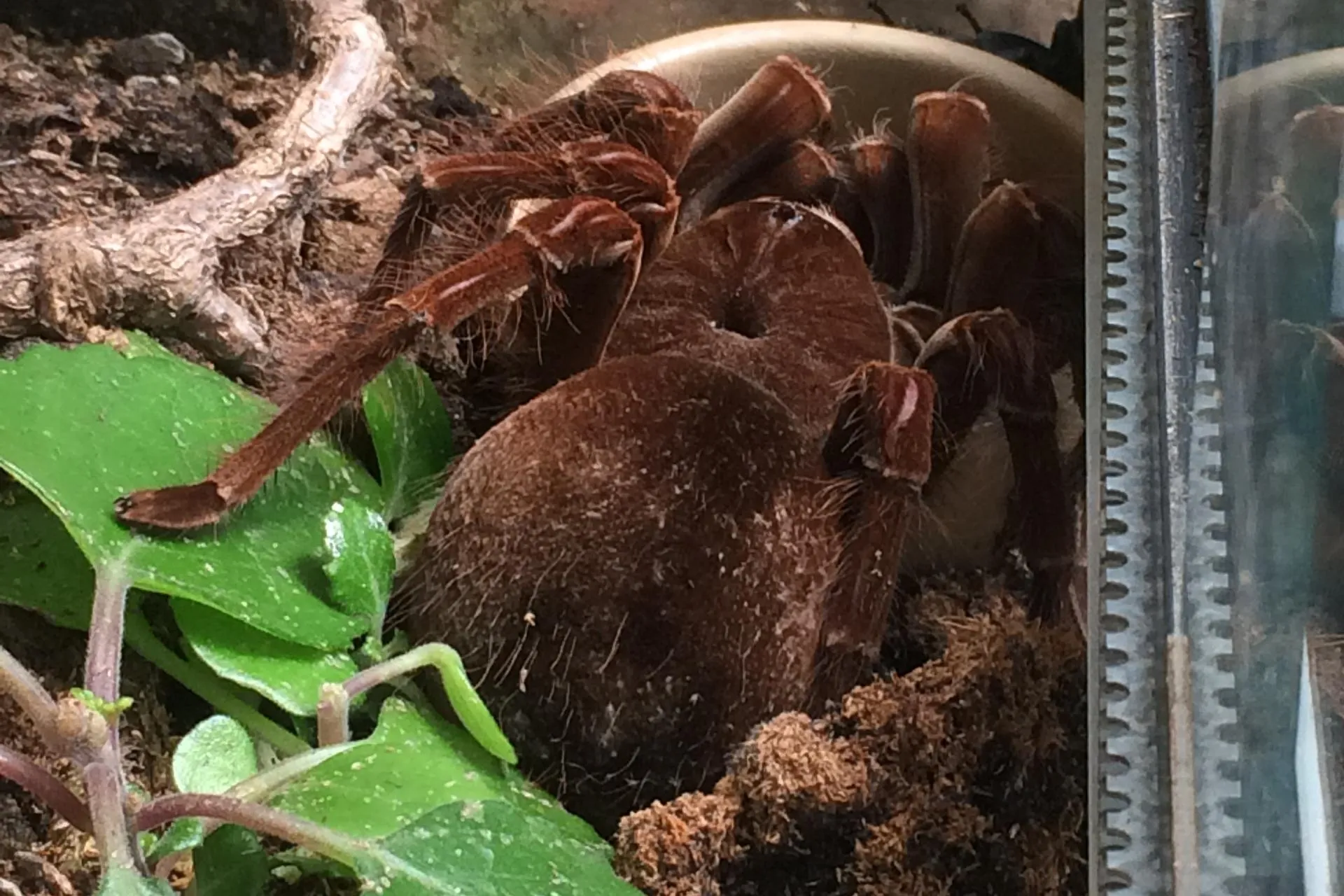 19700 tarantula treatment