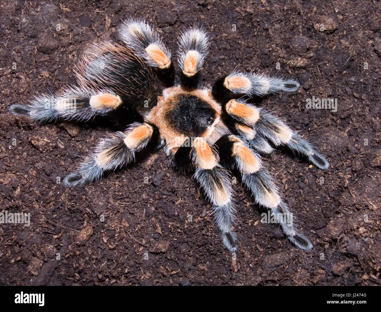 /img/19701-tarantula-health.webp