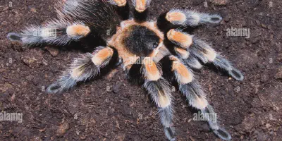 /img/19701-tarantula-health.webp