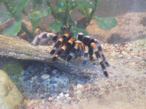 19701 tarantula molting