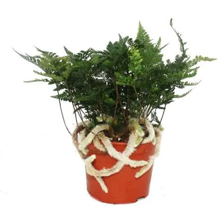 19702 tarantula fern light