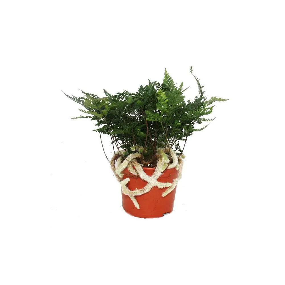 19702 tarantula fern potting