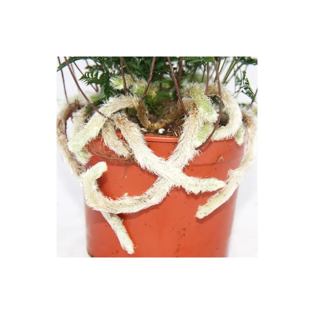 19702 tarantula fern propagation