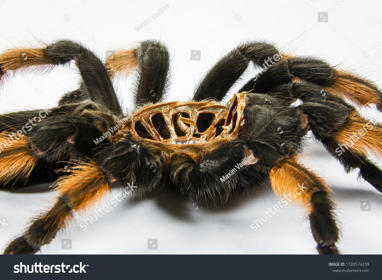 19704 tarantula feeding