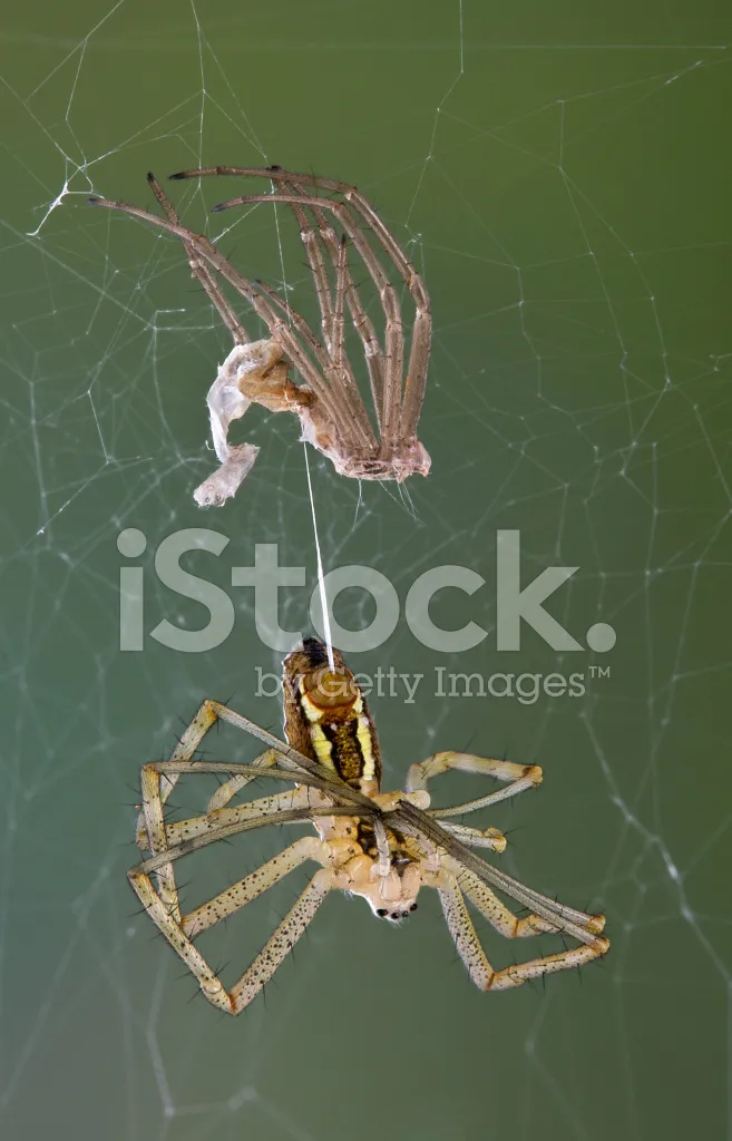 19704 tarantula humidity control