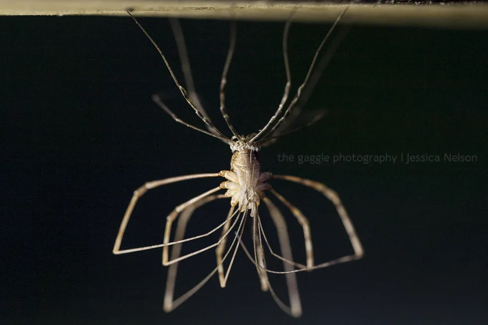 19704 tarantula molting stages