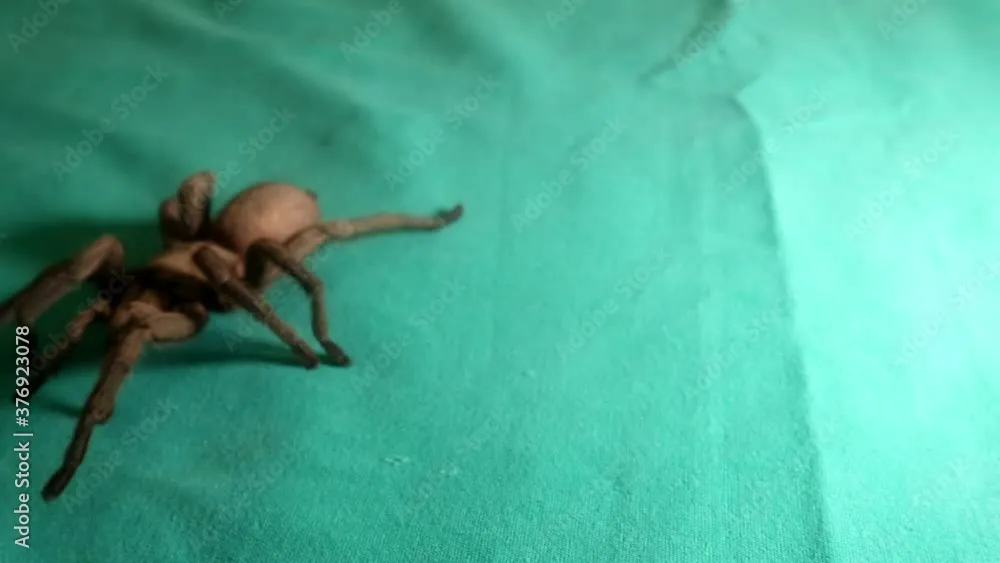 19704 tarantula stuck molt