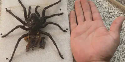 /img/19704-tarantula-vet-help.webp