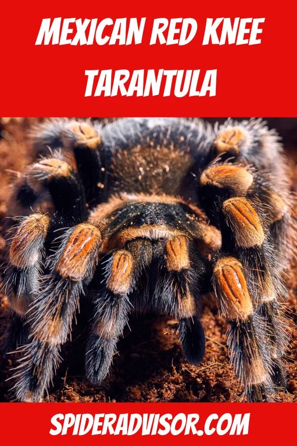 19706 mexican red knee tarantula female