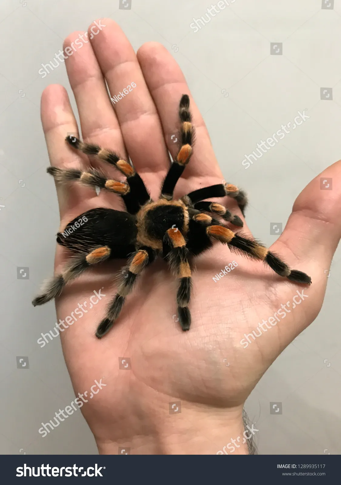/img/19706-tarantula-habitat.webp