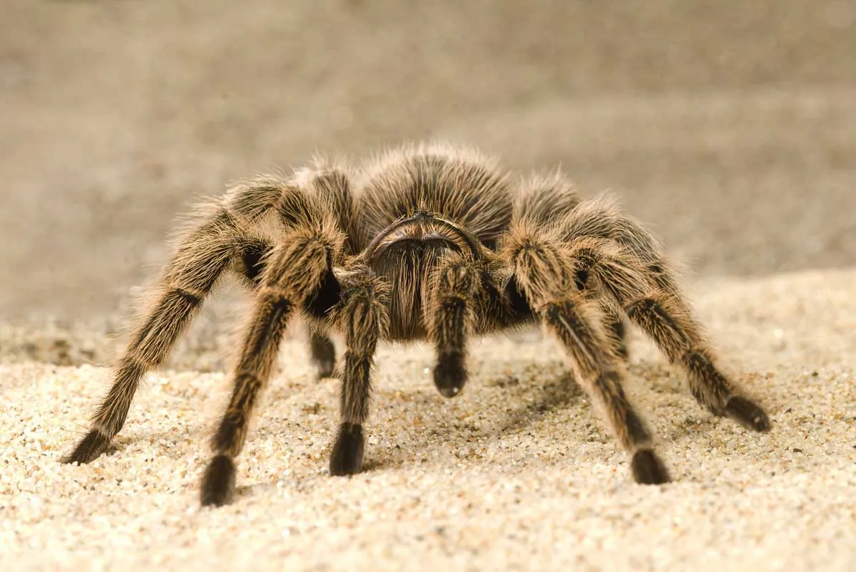 19707 tarantula dream actions