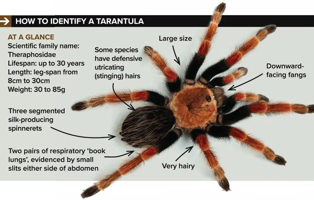 19707 tarantula dream transformation