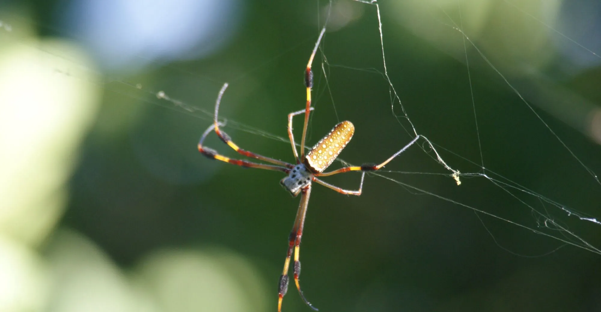 19708 jamaican tarantula conservation