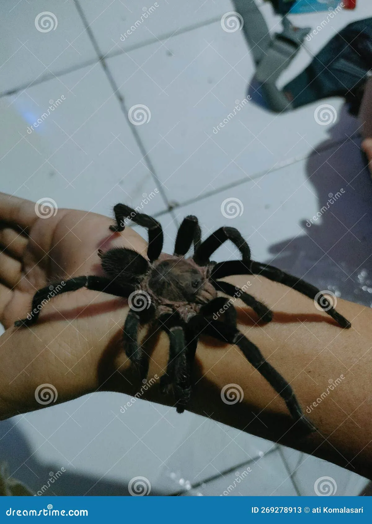 19708 jamaican tarantula habitat