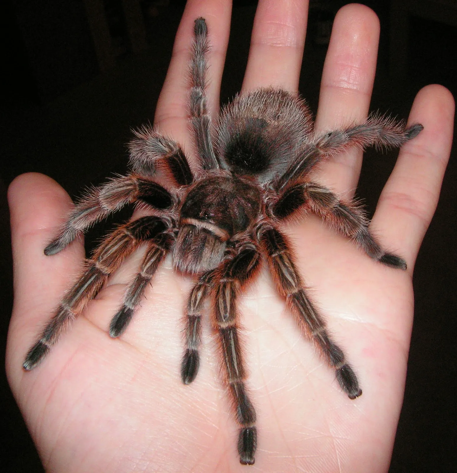 /img/19708-jamaican-tarantula-handling.webp