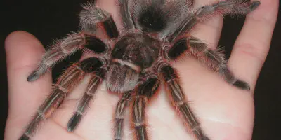 /img/19708-jamaican-tarantula-handling.webp