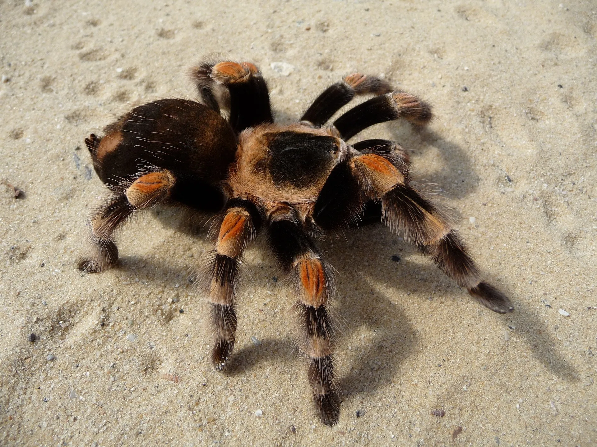 19709 tarantula behavior