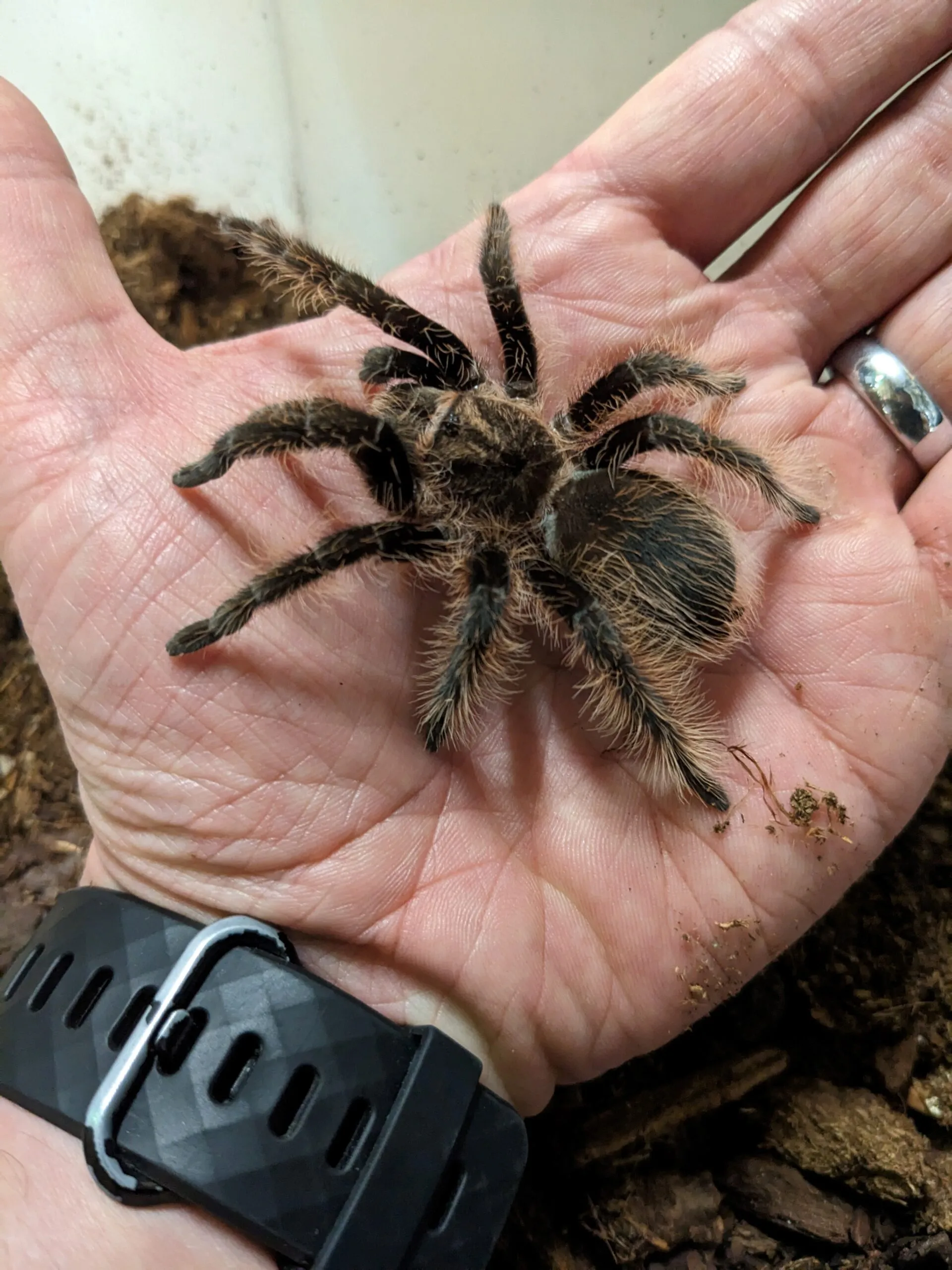 19709 tarantula molting