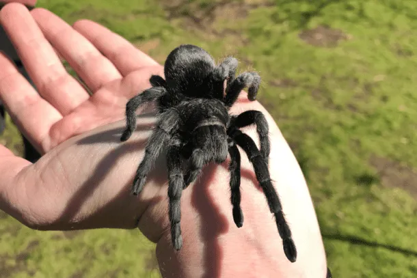19711 brazilian black tarantula feeding