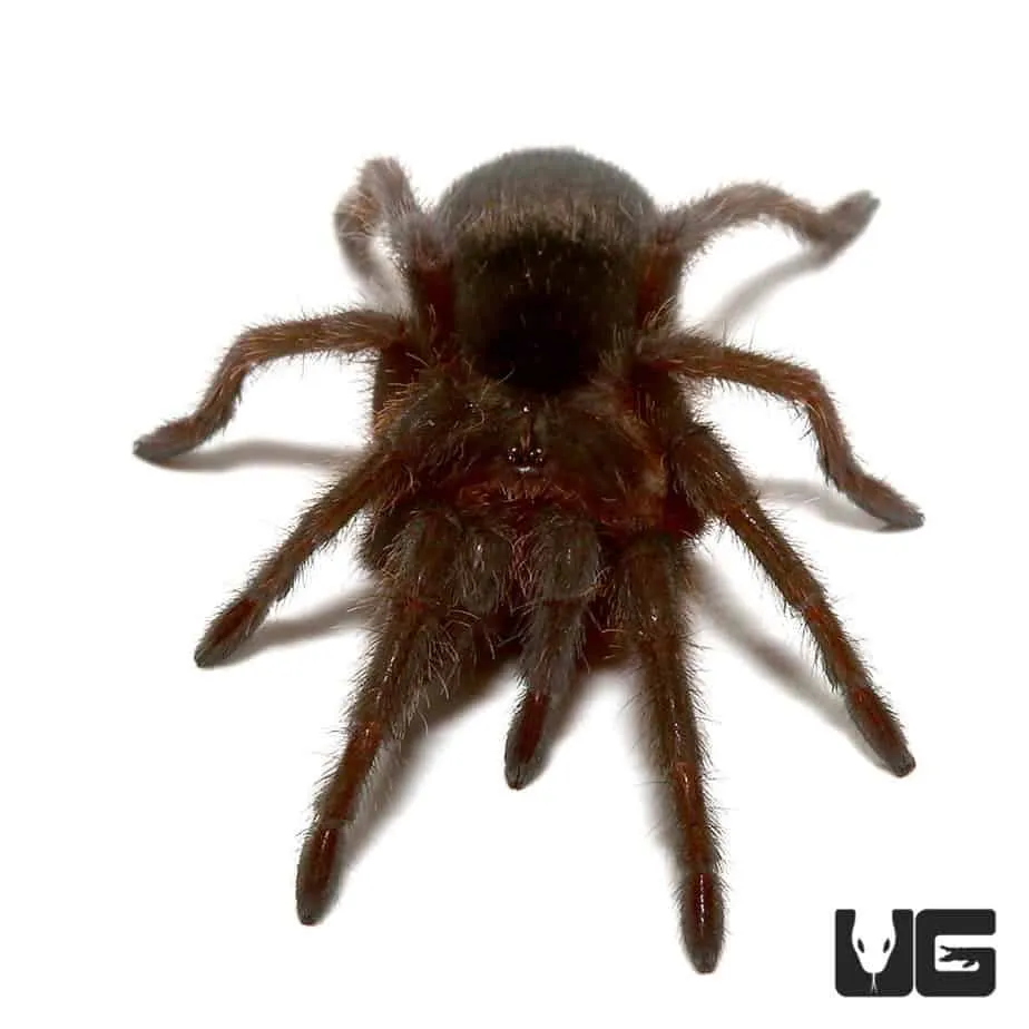 19711 brazilian black tarantula handling