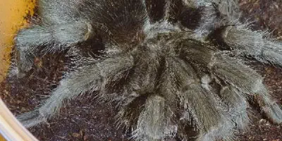 /img/19711-brazilian-black-tarantula-water.webp