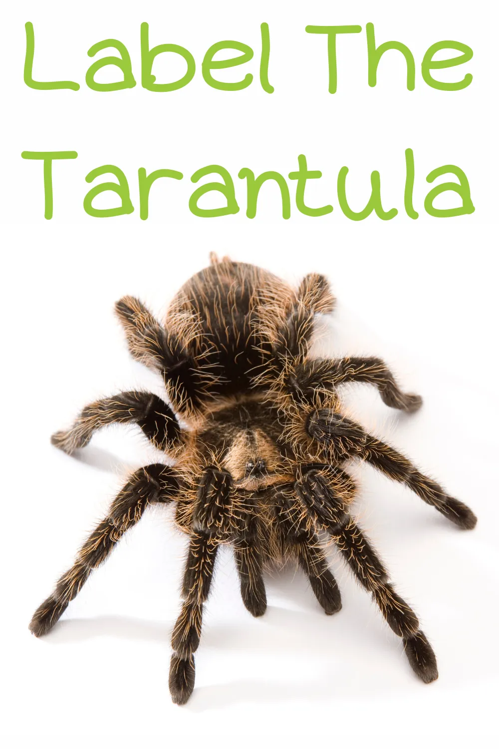 19712 chilean rose hair