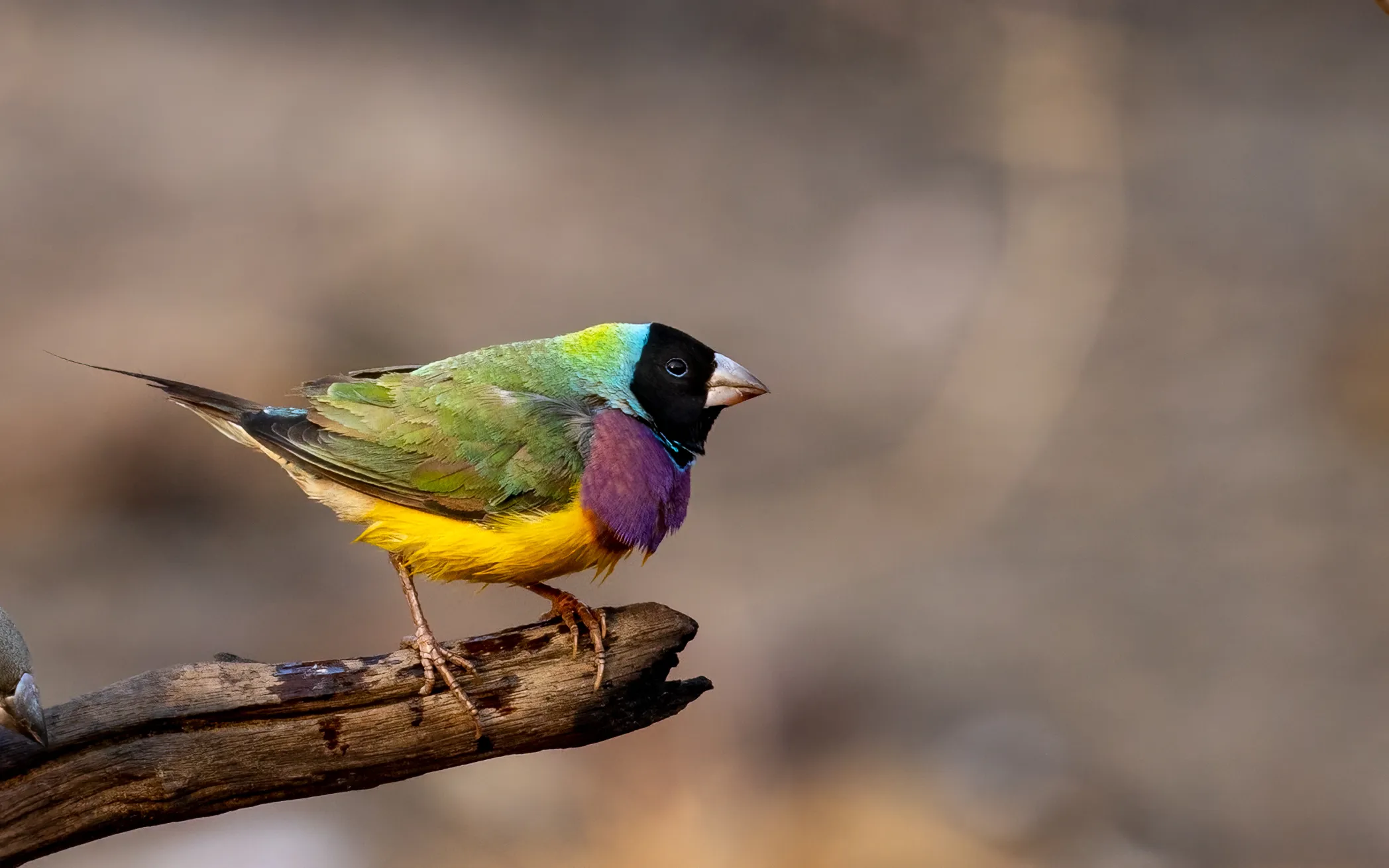 19713 feeding tarantula