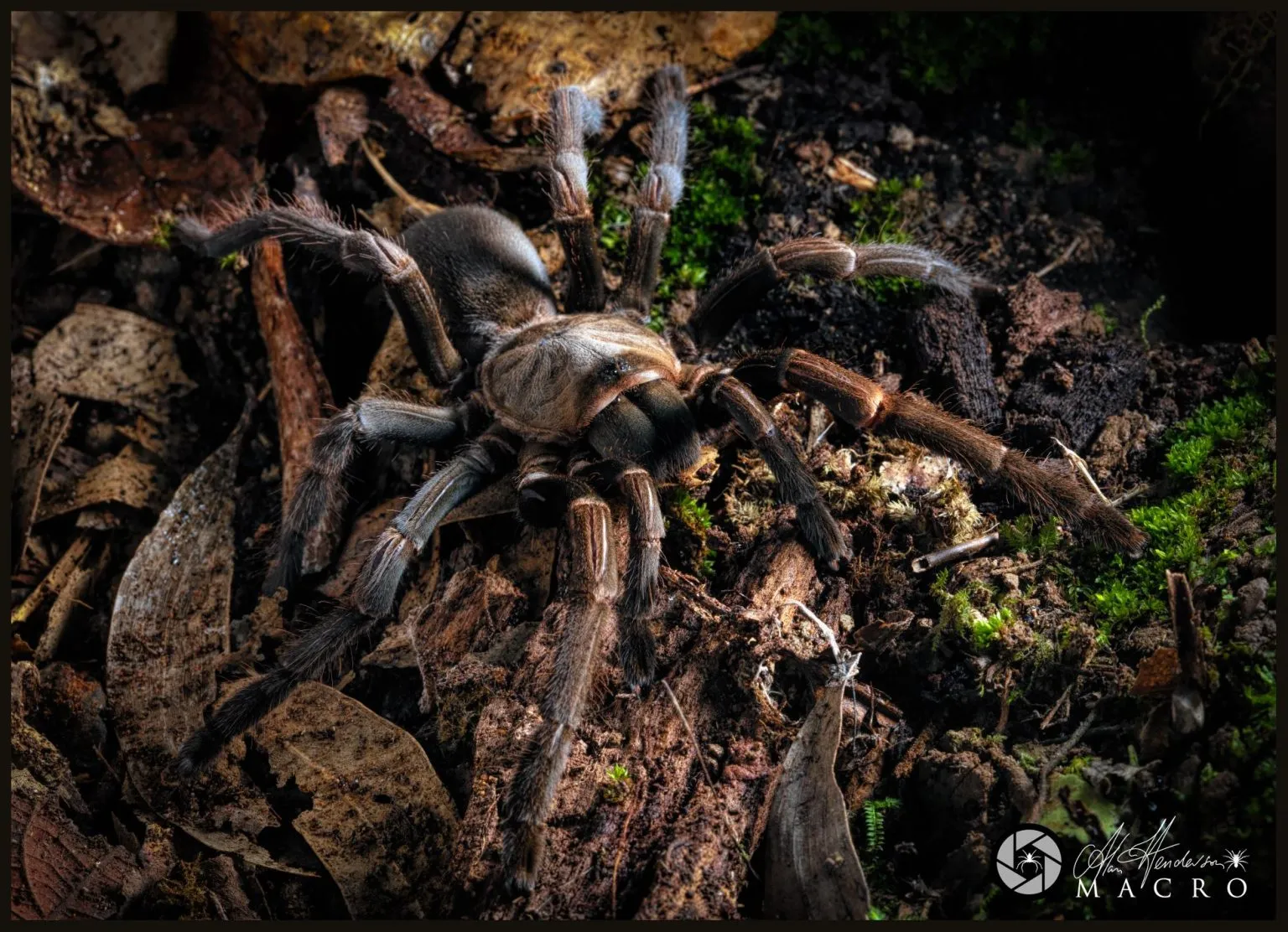 /img/19713-tarantula-enclosure.webp