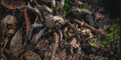 /img/19713-tarantula-enclosure.webp