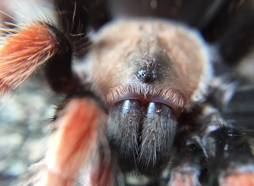 19714 tarantula sling bite symptoms