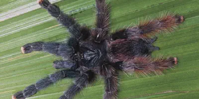 /img/19715-tarantula-healthy-habitat.webp
