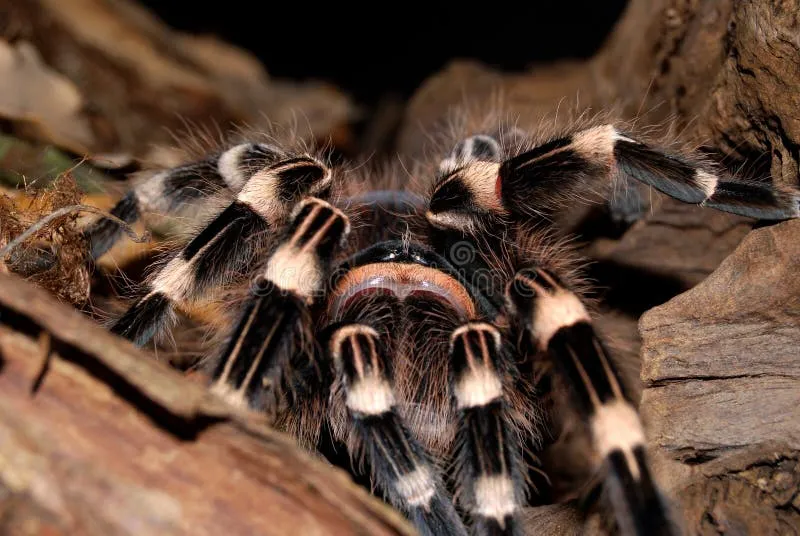 19716 temperature and heating tarantula