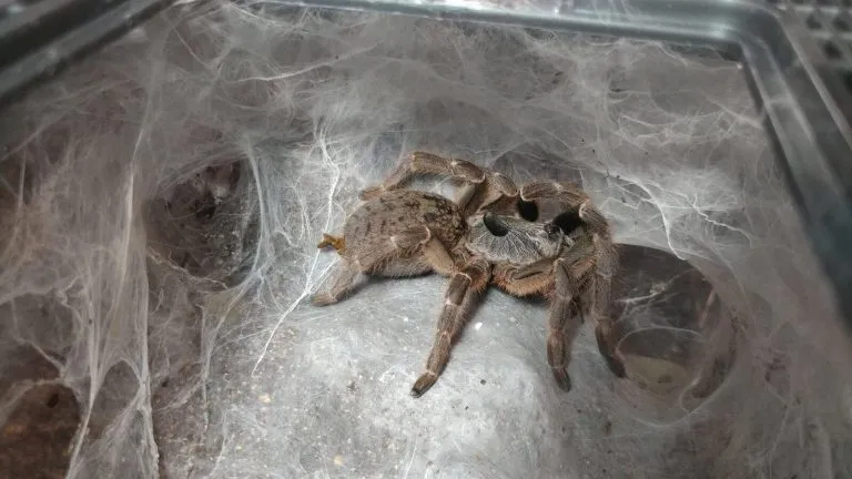 19717 darlingi tarantula closeup