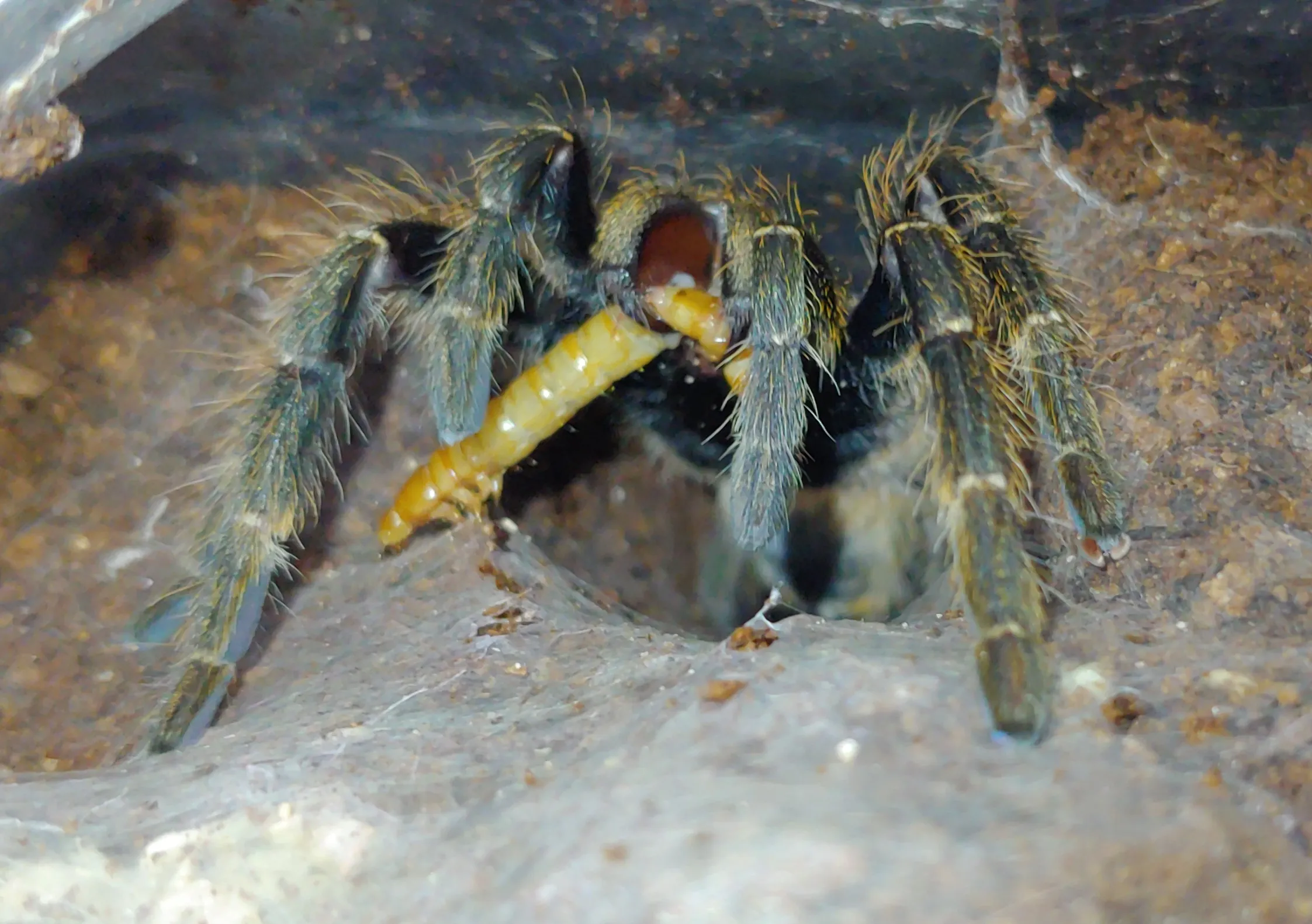 /img/19717-darlingi-tarantula-eggsac.webp